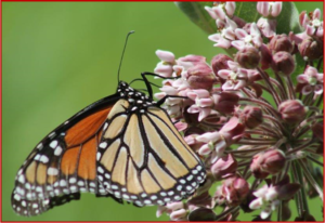 Ken Zino of AutoInformed.com on Toyota to Nurture Butterflies, Bees, Bats, 