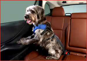 Ken Zino of AutoInformed.com on Annals of Marketing – Subaru on Travel and Pets